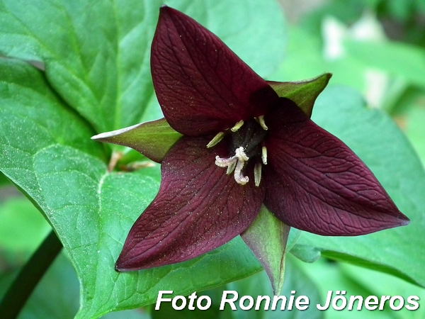 trillium 